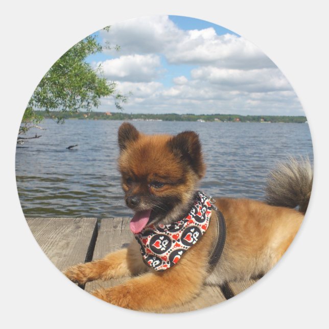 Sticker Adorable chien spitz nain furieux (Devant)
