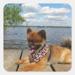 Sticker Adorable chien spitz nain furieux