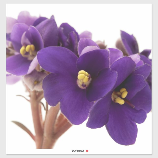 Sticker African violet (Feuille)