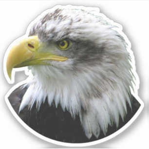Sticker Aigle de Bald