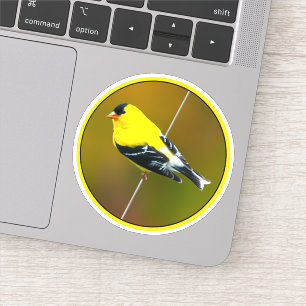 Sticker American Goldfinch - Photo originale