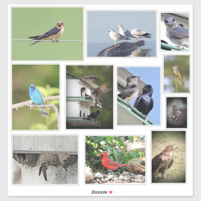 Sticker Amour des oiseaux (Feuille)