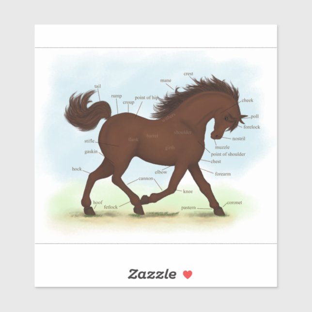 Sticker Anatomie du Cheval de Pony Brown Diagramme éducati (Feuille)