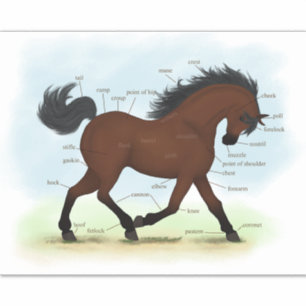 Sticker Anatomie équestre de la baie ou du poney
