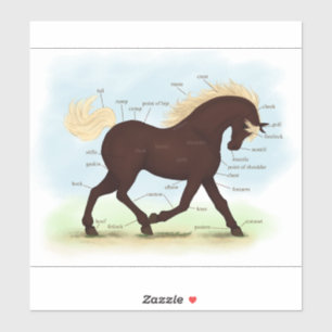 Sticker Anatomie équestre du Cheval de Montagne Rocheuse