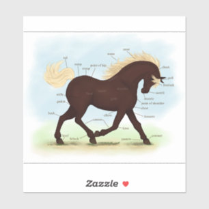 Sticker Anatomie équine du Cheval de Montagne Rocheuse