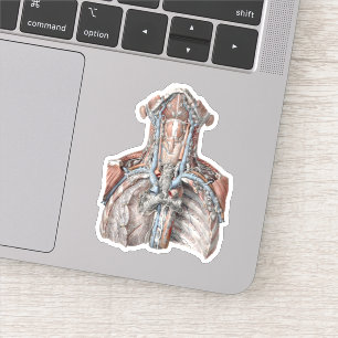 Sticker Anatomie humaine vintage de la gorge, du cou, de l