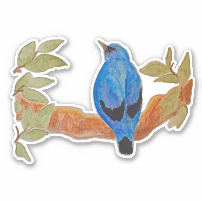 Sticker Aquarelle bleu Cuckooshrike (Devant)
