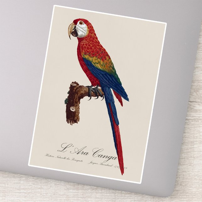 Sticker Ara rouge ou Ara macao, Ara macao (Scarlet Macaw or Red-Breasted Macaw, Ara macao. Sticker)