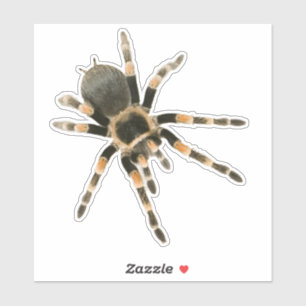 Sticker Araignée mygale
