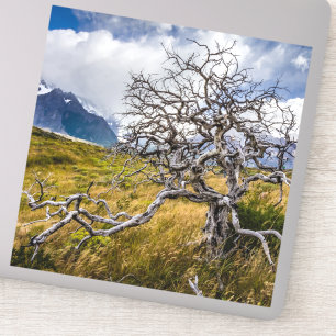 Sticker Arbre brûlé, Torres del Paine, Chili