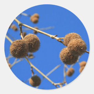 Sticker Arbre Pods