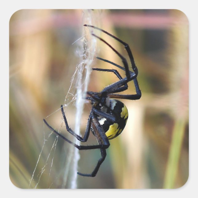 Sticker Argiope Jardin Noir & Jaune (Devant)
