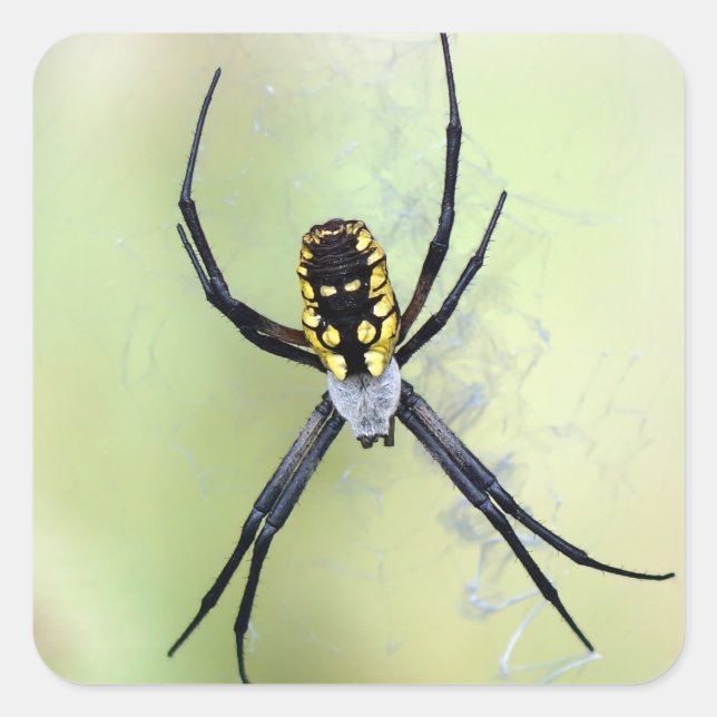 Sticker Argiope Jardin Noir & Jaune (Devant)