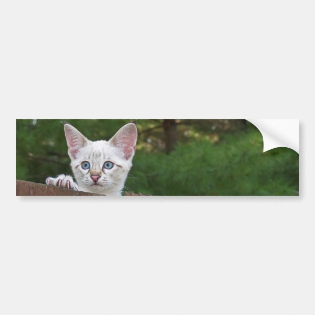Sticker Arrière - plan de chat Savannah blanche (Devant)