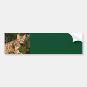 Sticker Arrière - plan Savannah Cat