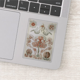 Sticker Art de nature Ernst Haeckel vintage Anthomedusae