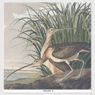 Sticker Art vintage d'oiseau Courlis à long bec d'Audubon