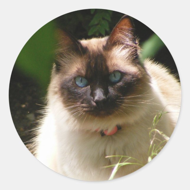 Sticker avec beau chat (Devant)
