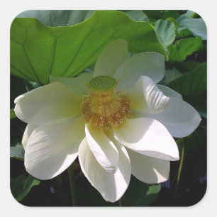 Sticker avec délicate Fleur de Lotus blanche