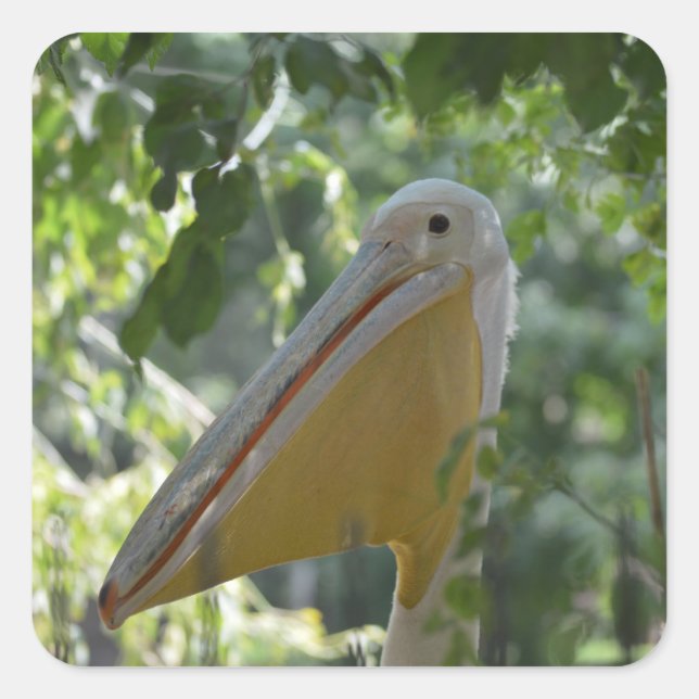 Sticker avec drôle de pélican (Devant)