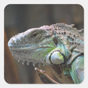 Sticker avec la tête colorée de lézard d'Iguana