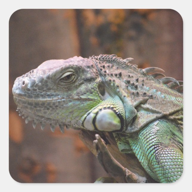 Sticker avec lézard Iguana coloré (Devant)