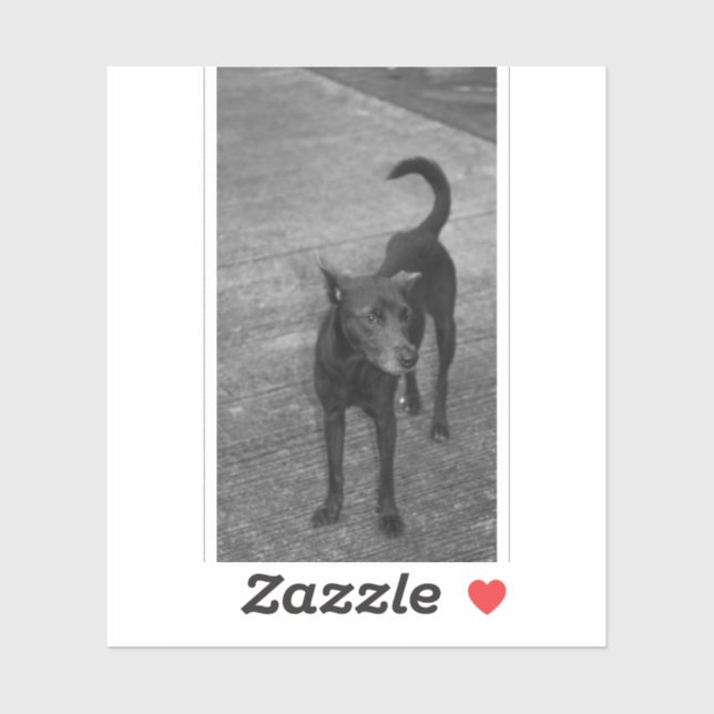 Sticker B&W - Aspin (Feuille)