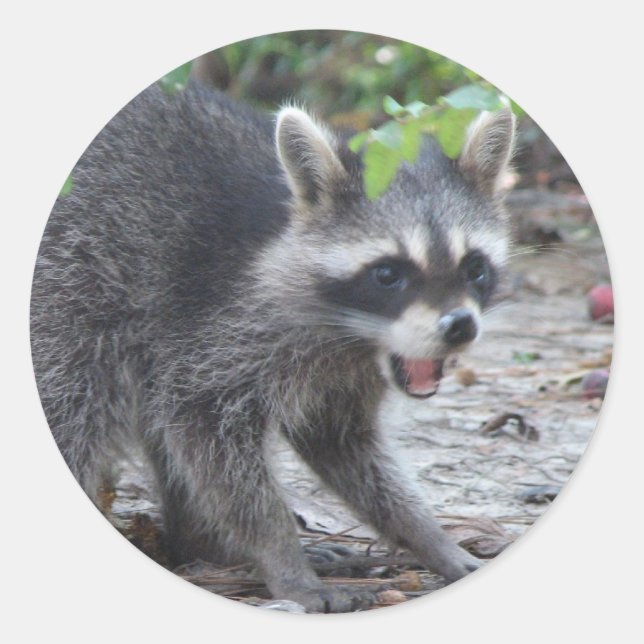 Sticker Baby Raccoon affamé (Devant)