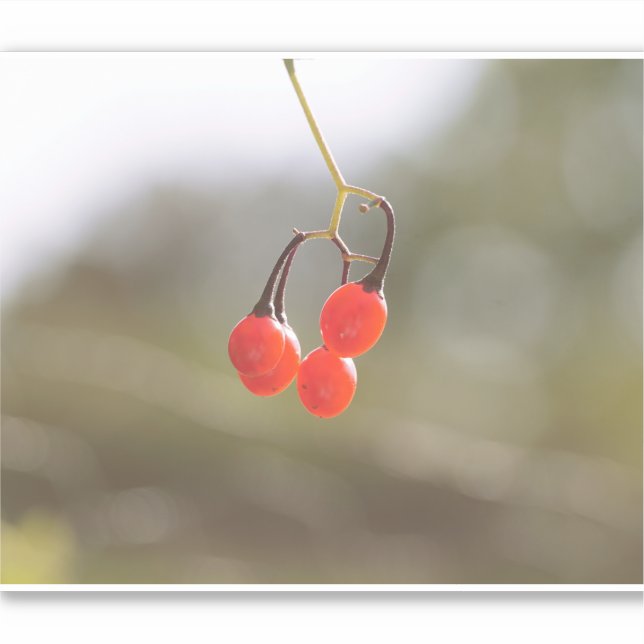 Sticker Baies d'automne. (Devant)