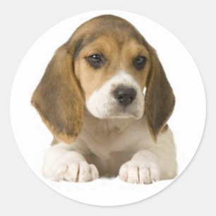Sticker beagle