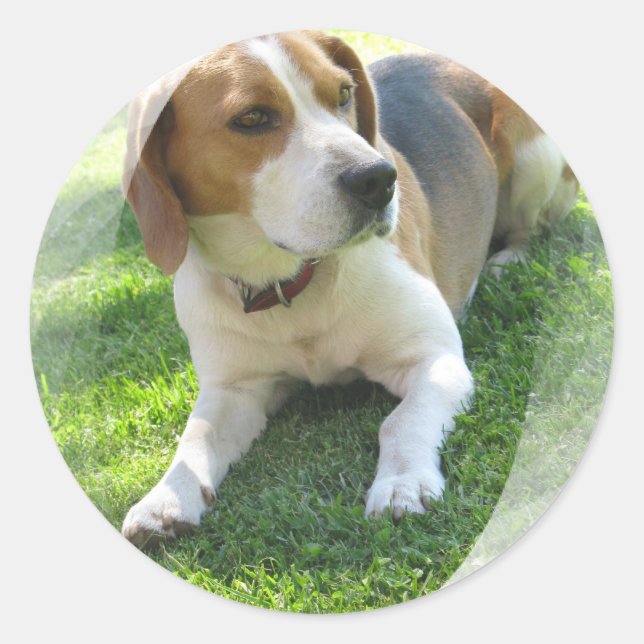 Sticker beagle Hound Dog (Devant)