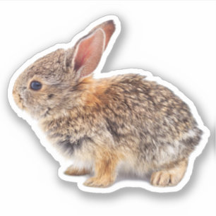 Sticker Bébé Cottontail Rabbit