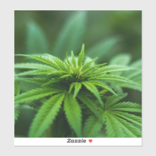 Sticker Belle mauvaise herbe