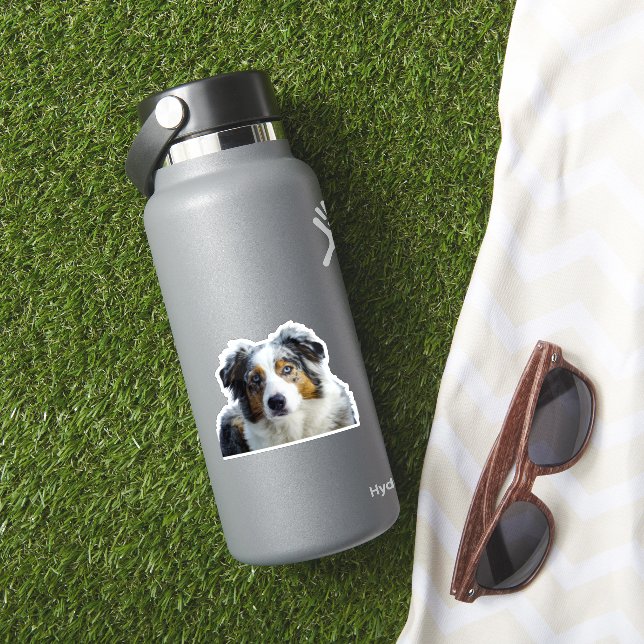 Sticker Berger américain miniature bleu merle (HydroFlask Insitu)