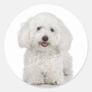 Sticker Bichon Frise