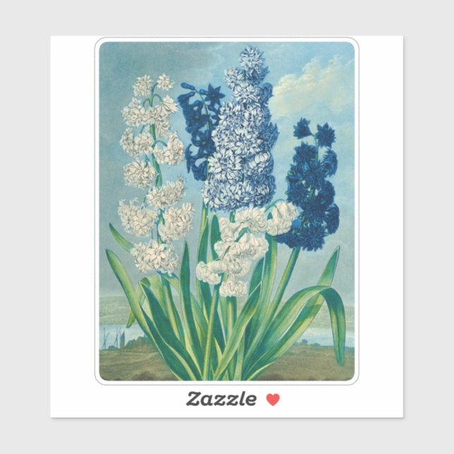 Sticker Blue Hyacinths Art botanique Vintage (Feuille)