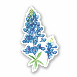 Sticker Bluebonnet