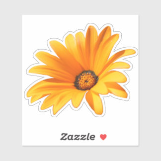 Sticker Bright Orange Cape Daisy