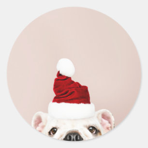 STICKER BULLDOG DE NOËL