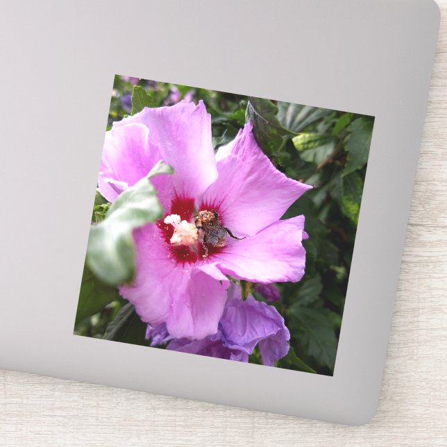 Sticker Bumblebebe sur la fleur d'Hibiscus (Détail)