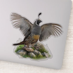 Sticker Caille de Californie