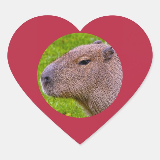 Sticker Capybara (Devant)
