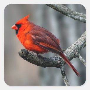 Sticker cardinal