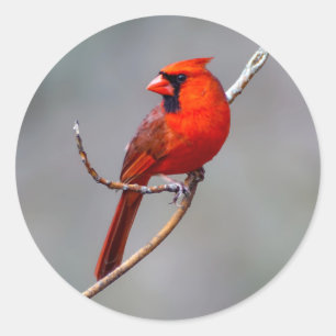 Sticker cardinal rond