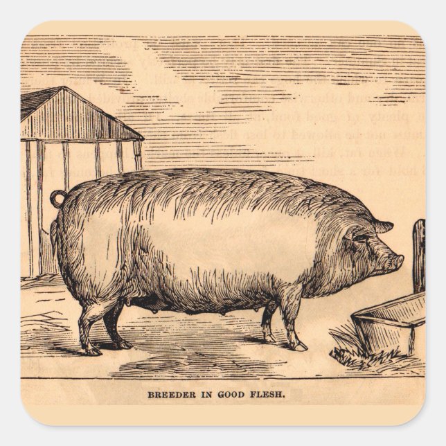Sticker Carré 19th century pit 'Breeder in Good Flesh' (Devant)