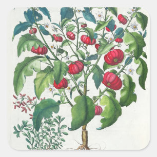 Sticker Carré 1.Solanum Pomiferum; 2.Amaracus vulgaris, de