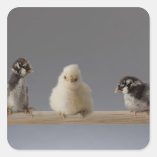 Sticker Carré 7 Poulets de bébé pour animaux de compagnie sur un