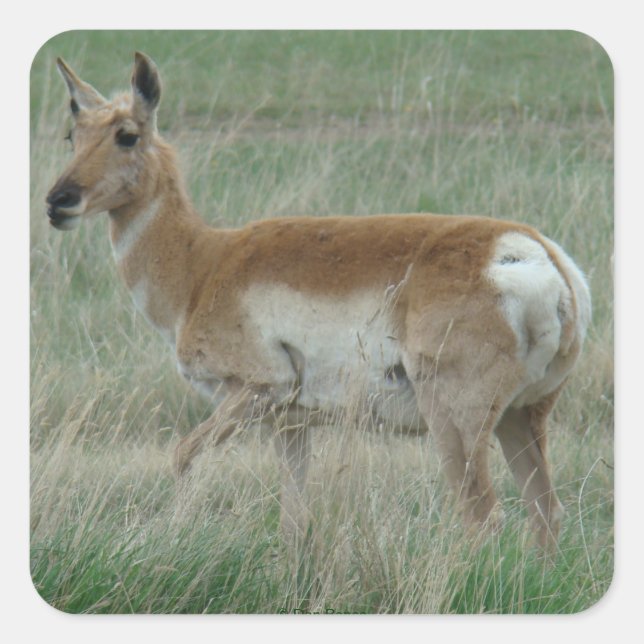 Sticker Carré A31 Pronghorn Antelope Doe (Devant)