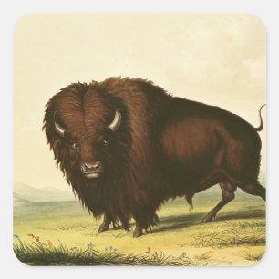 Sticker Carré A Bison, vers 1832